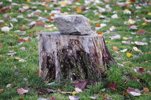 stump autumn tree