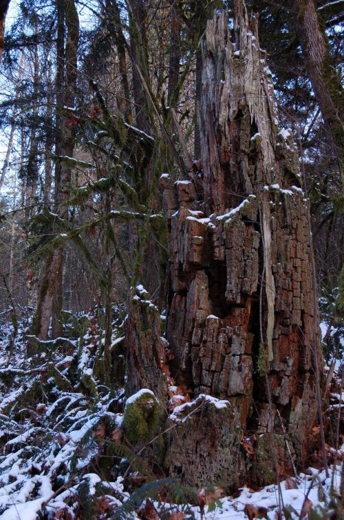 stump wood forest