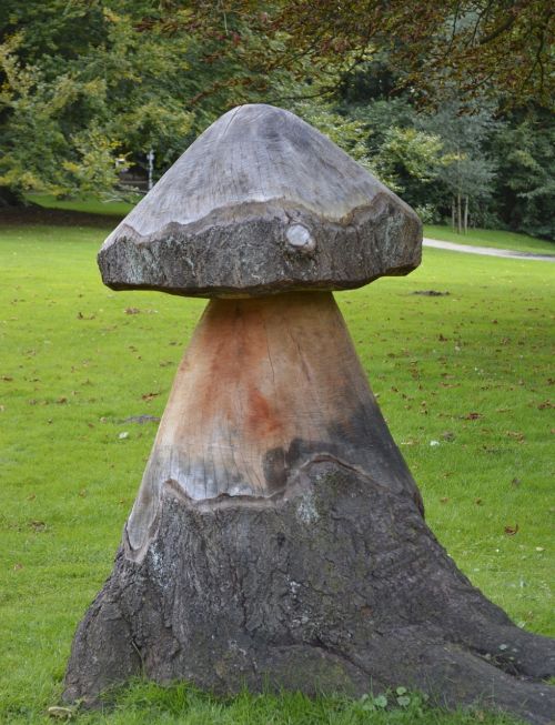 stump mushroom tree