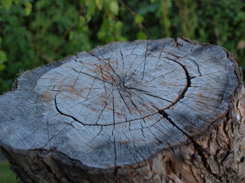 stump deck tree