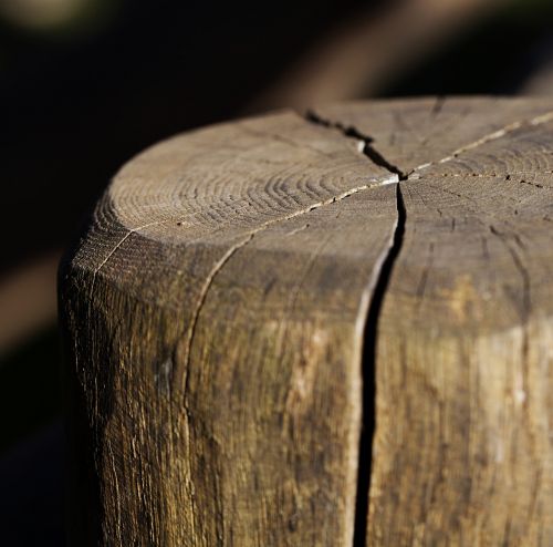stump logs stake