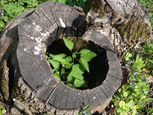 stump plant forest