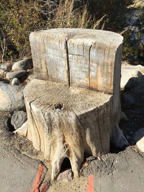 stump tree bark
