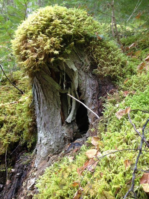 stump moss forest