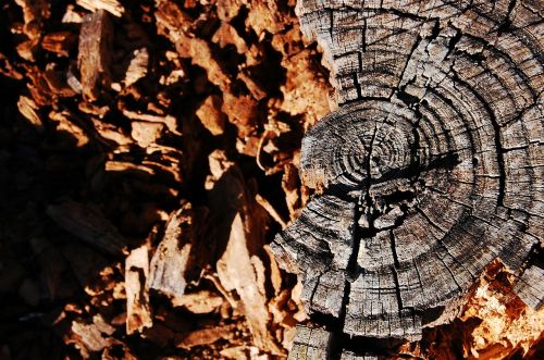 stump wood tree