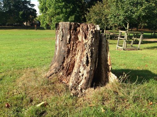 stump trunk tree