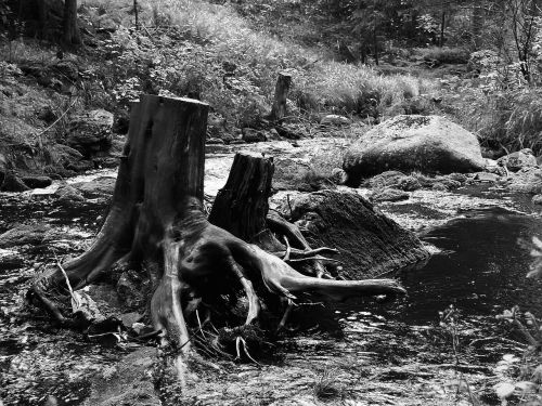 stump landscape river