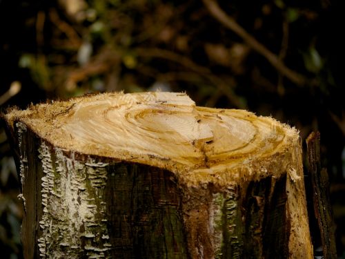 stump wood natural