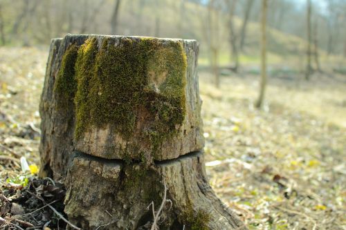 stump wood tree