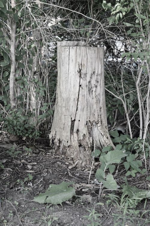 stump tree stump nature
