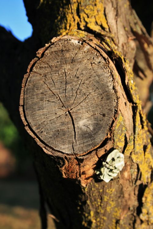 Stump Of Cut Off Branch