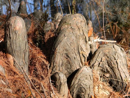 stumps roots cypress knees