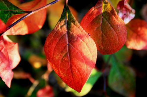 Stunning Red Leaf