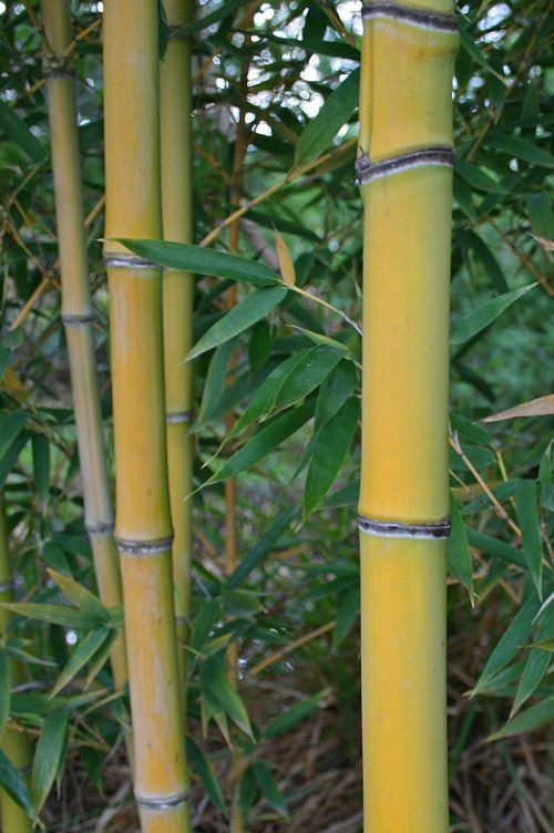 Sturdy Yellow Coloured Reed