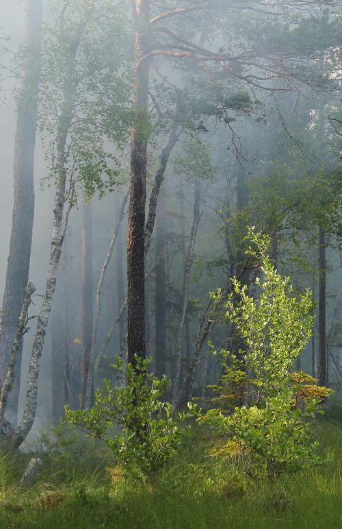 styggkärret conservation burning for conservation
