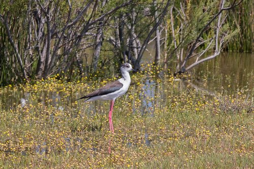 stylteløber  bird  wader