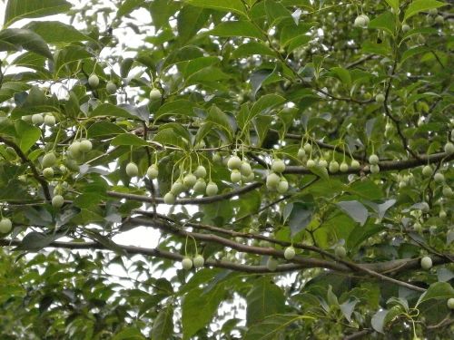 styrax styrax styrax genera nuts