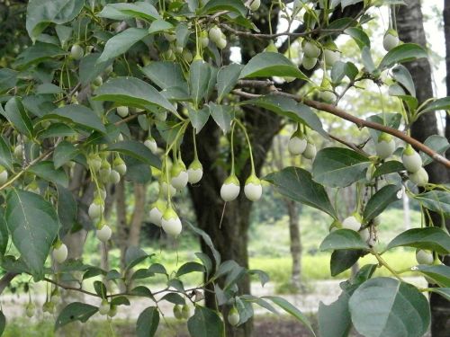 styrax styrax styrax genera nuts