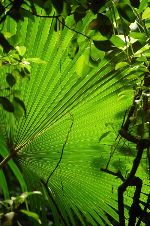 subjects leaf leaves