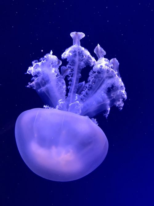 submerged medusa nature