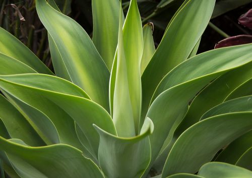 succulent green spikes