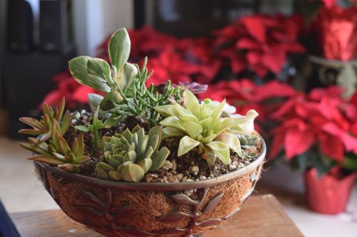 succulent arrangement bowl
