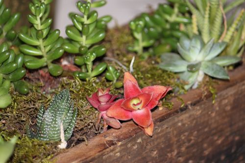 succulent centerpiece garden