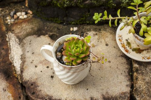 succulent plant te