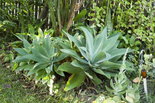 succulent plant tropical