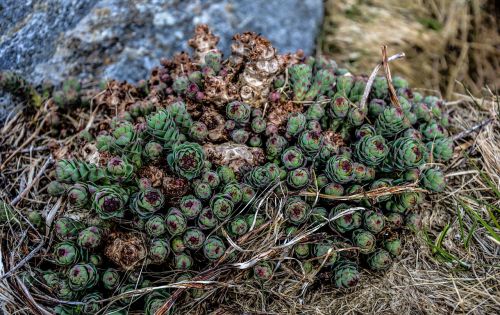 succulent plant garden