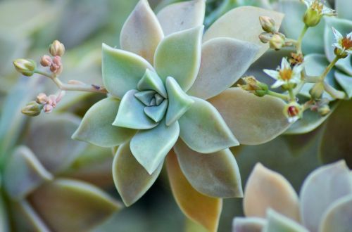 succulent plant nature