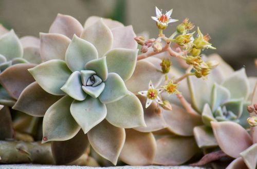 succulent plant nature