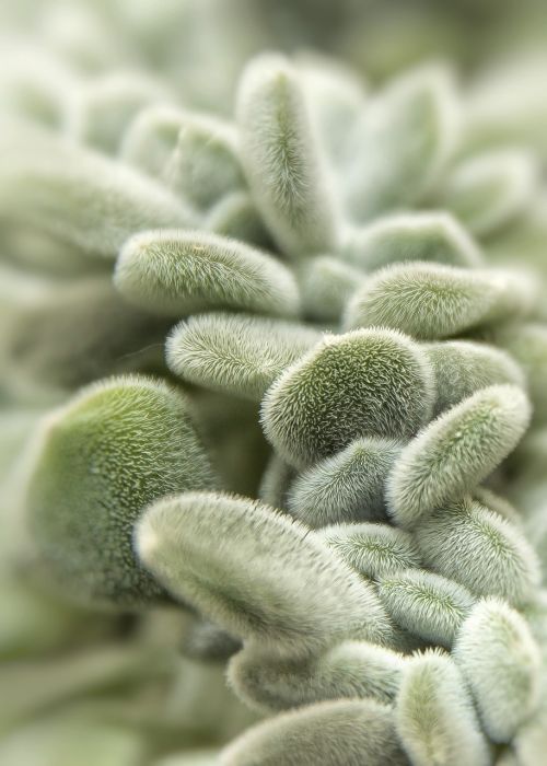 succulent thick sheet greenhouse ornament