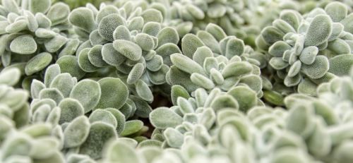 succulent hairs silver grey