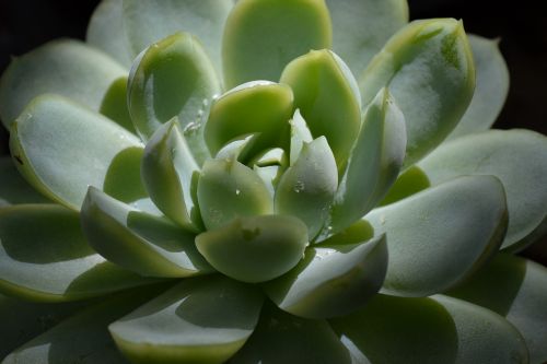 succulent plant green