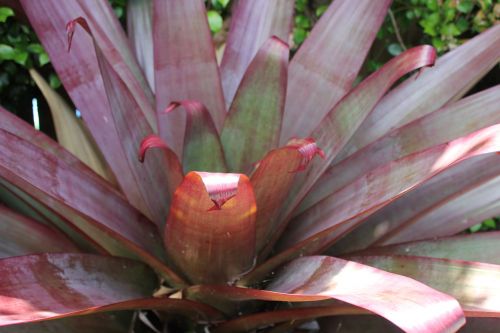 succulent tropical plant