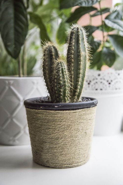 succulent pikes pot