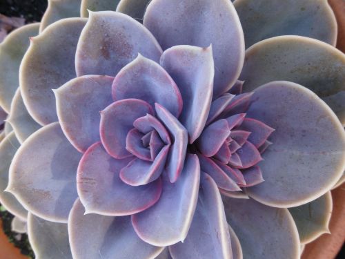 succulent garden plant