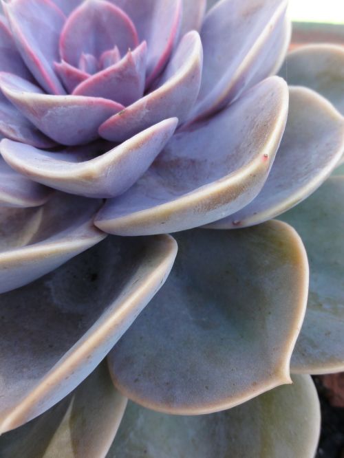 succulent garden plant