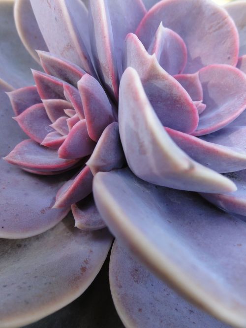 succulent garden plant