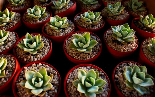 succulent plant green