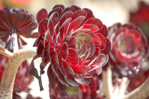 succulent red flowers