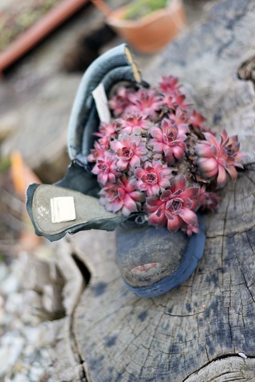 succulent pink shoe