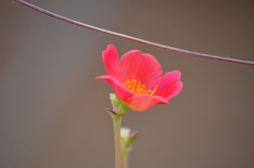 succulent pink flower