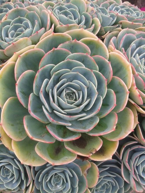 succulent plant green