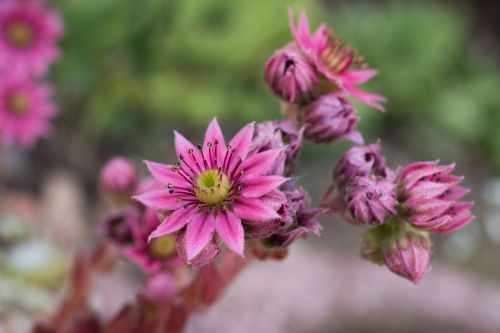 succulent flower stone garden