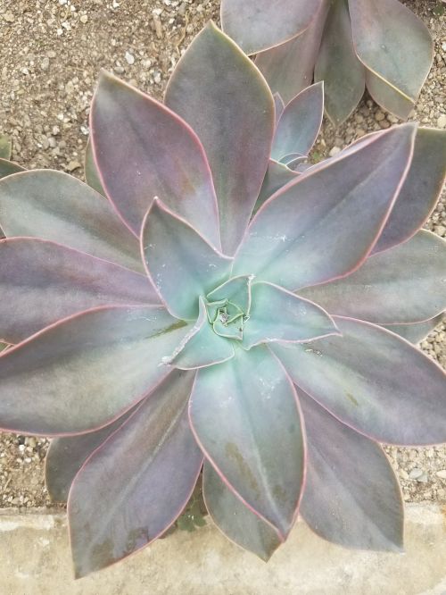 succulent purple desert