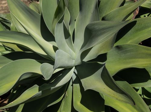 succulent green spikes