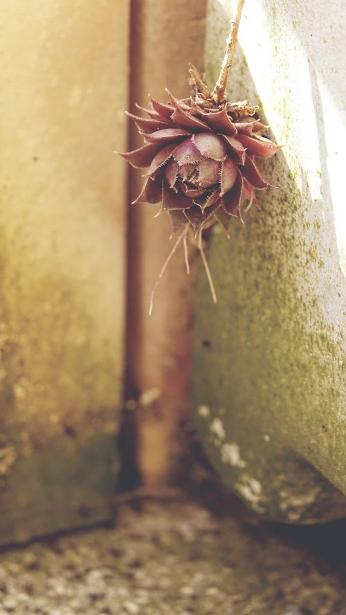 succulent moss garden