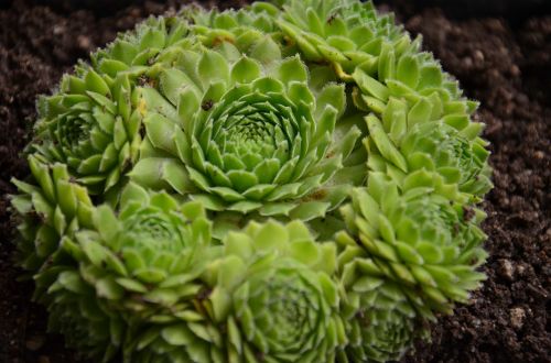 succulent houseleek plant